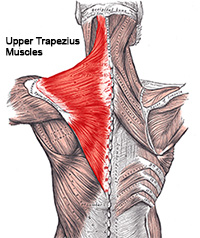 Upper Trapezius Muscles