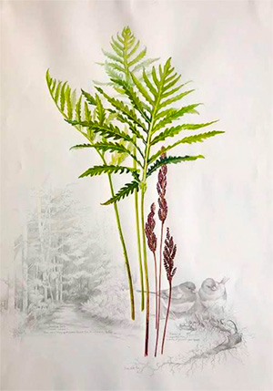 Watercolor of a fern with birds by by Susan Bull Riley
