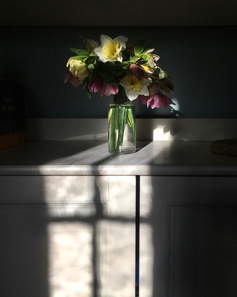 Hellebore and Daffodils Photograph by Linda Bryan